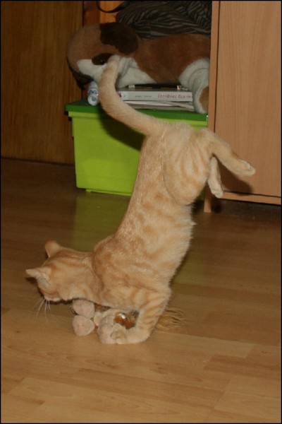 http://krommlech.cowblog.fr/images/Animaux/Chats/acrobate.jpg